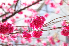 横浜関内の早咲き桜-131