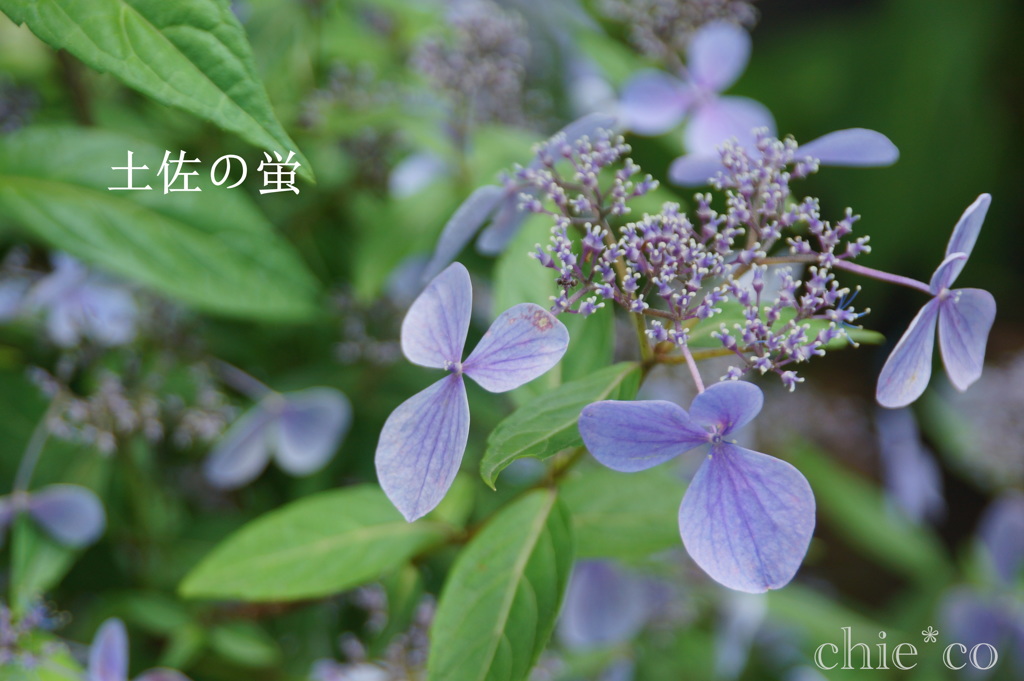 瀬戸神社～山あじさい-437