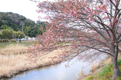 河津町-095