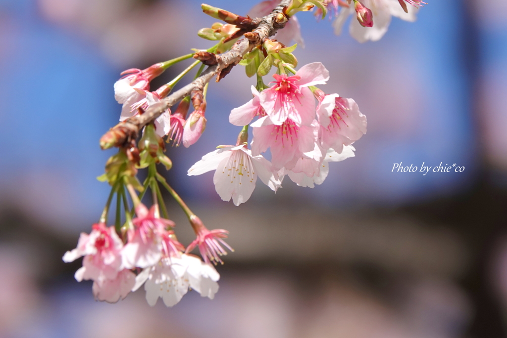 横浜関内　大寒桜