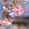 横浜関内　大寒桜