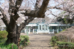 横浜＊桜さんぽ-214