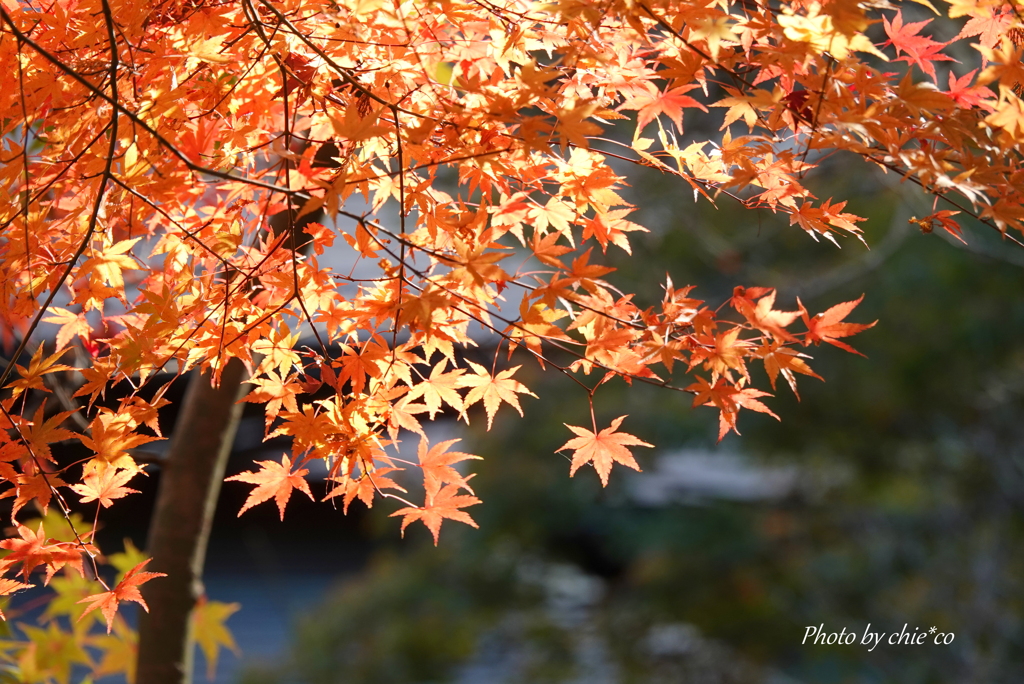 一条恵観山荘-106
