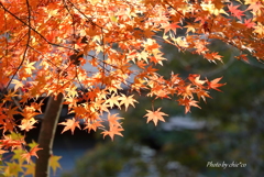 一条恵観山荘-106