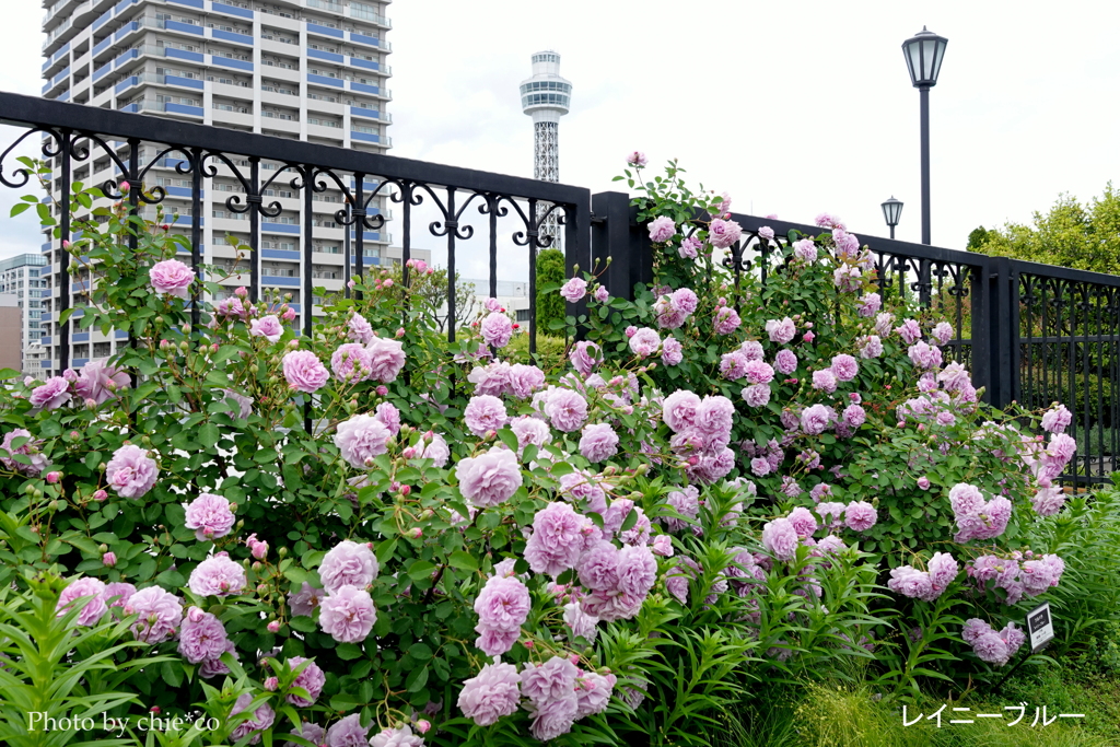 アメリカ山公園-146