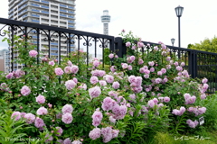 アメリカ山公園-146