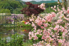 あしかがフラワーパーク-201
