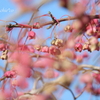 吾妻山公園-166