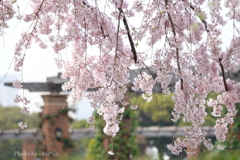 山下公園-153