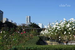 Yokohama-249