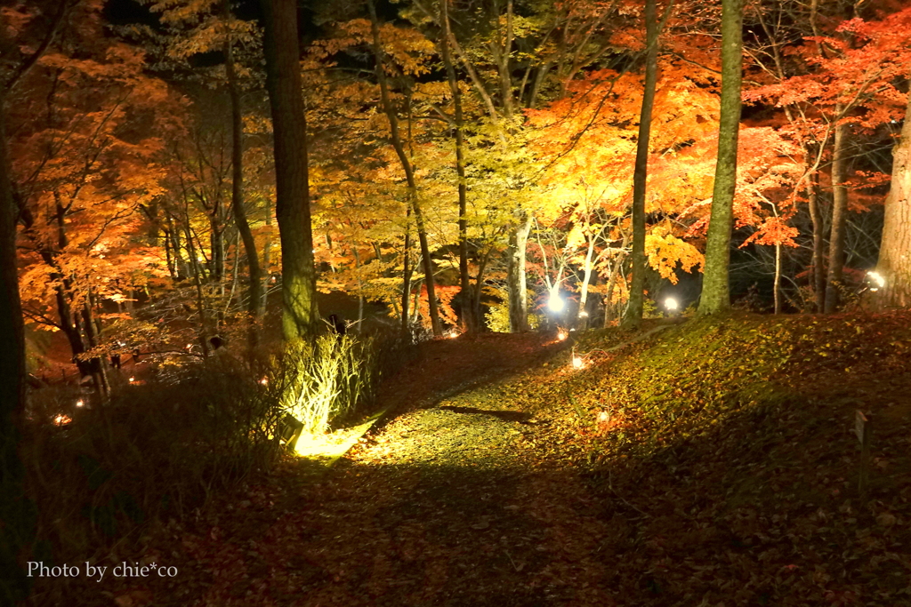 山中湖 紅葉ライトアップ-003