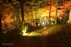 山中湖 紅葉ライトアップ-003