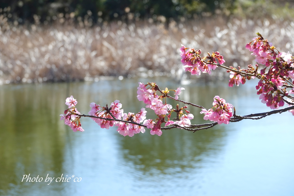 三浦海岸の河津桜-133