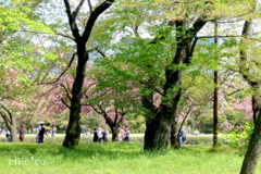 皇居-341