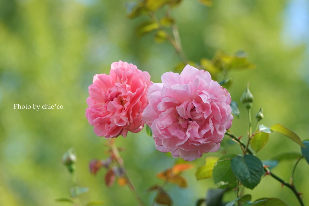 山手イタリア山庭園-002