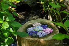 鎌倉-239