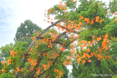 山下公園-115