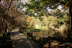 箱根湿生花園-222