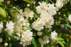山手イタリア山庭園-126