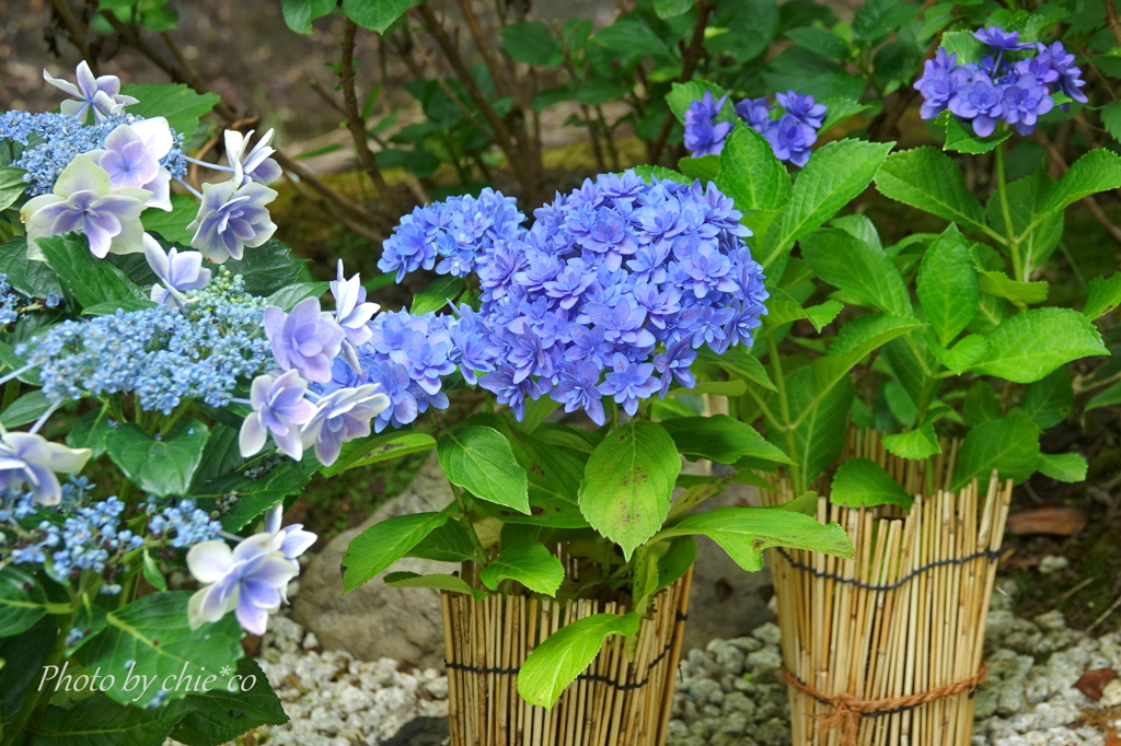 一条恵観山荘-257