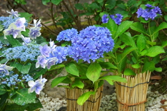 一条恵観山荘-257