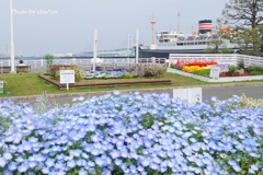 山下公園-135