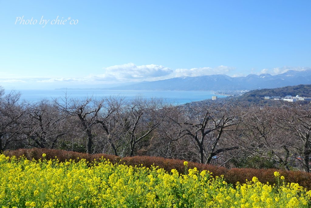 吾妻山公園-165