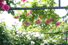 横浜 Rose Week-338