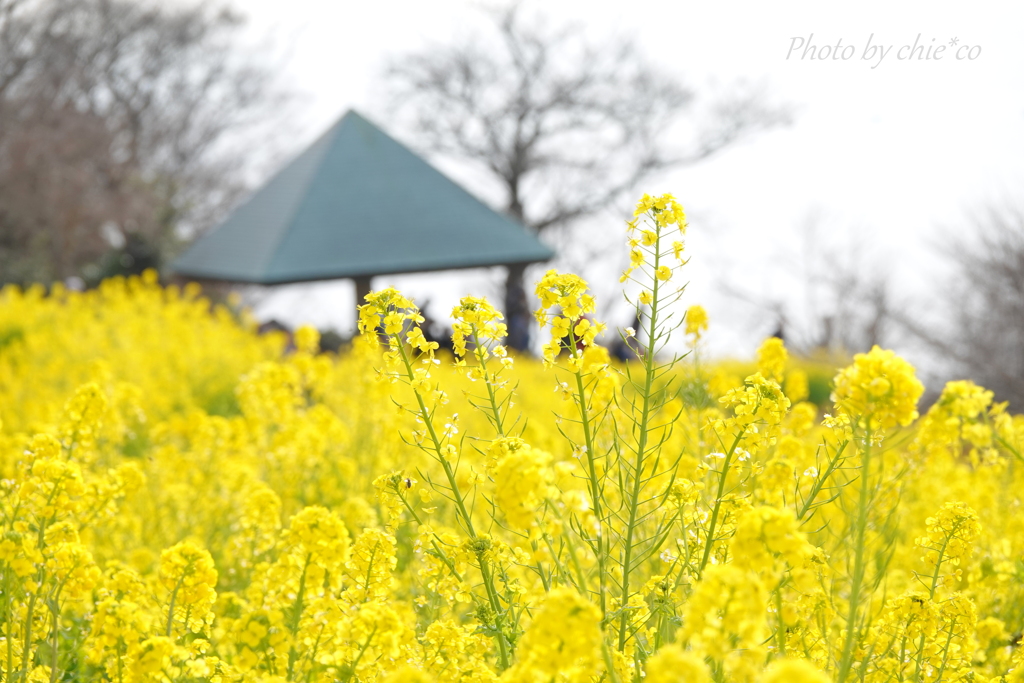 吾妻山公園-096