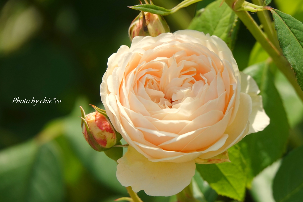薔薇の咲く山下公園-193