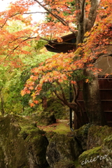 箱根美術館庭園-209