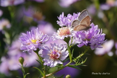 山手イタリア山庭園-180