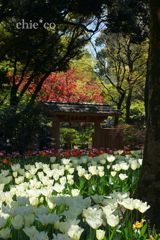 Yokohama-398