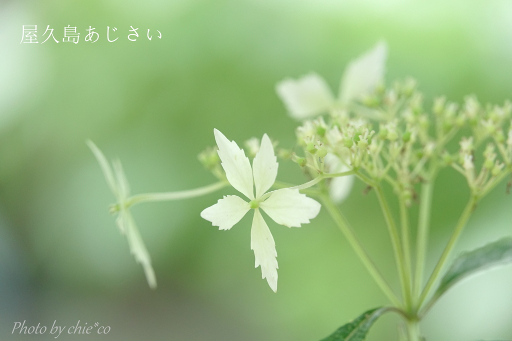 瀬戸神社のあじさい-237