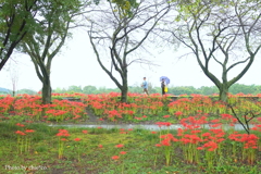 巾着田曼殊沙華公園-012