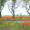 巾着田曼殊沙華公園-012