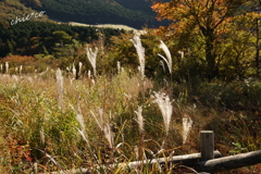 箱根湿生花園-250