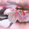 河津町-105