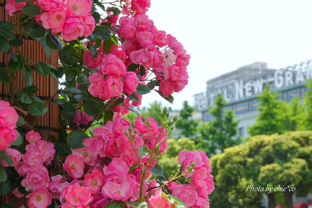 薔薇の咲く山下公園-212