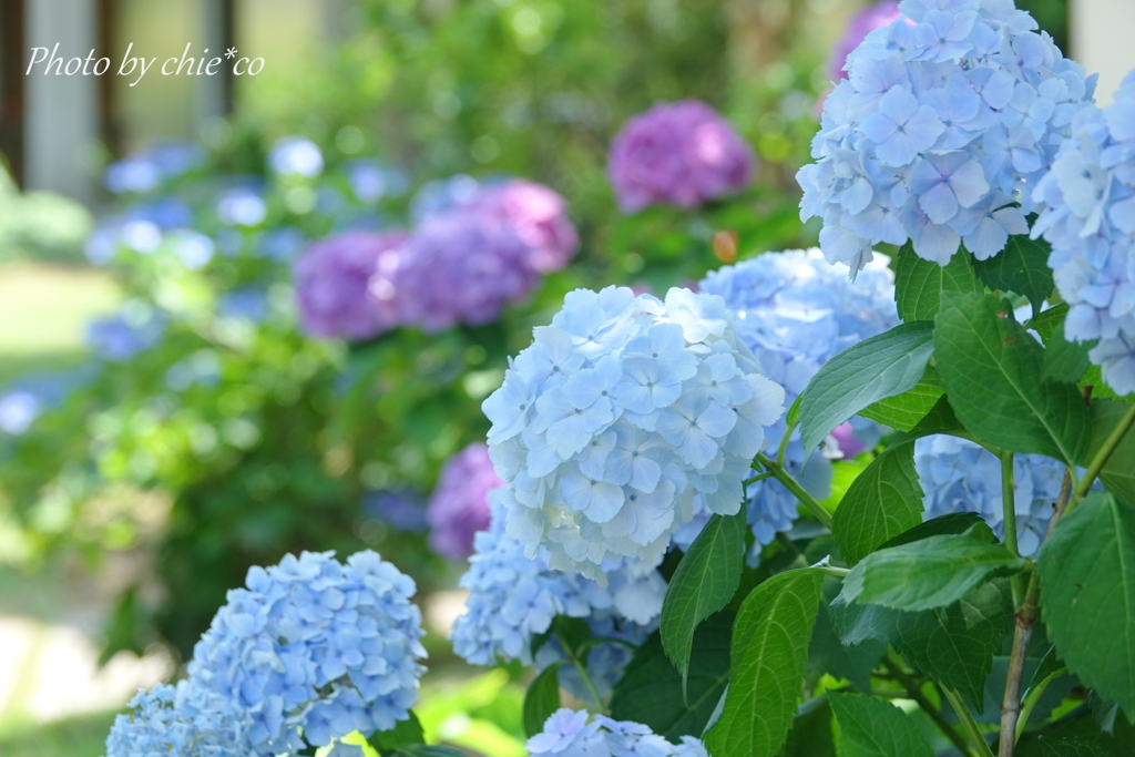 イタリア山庭園-168