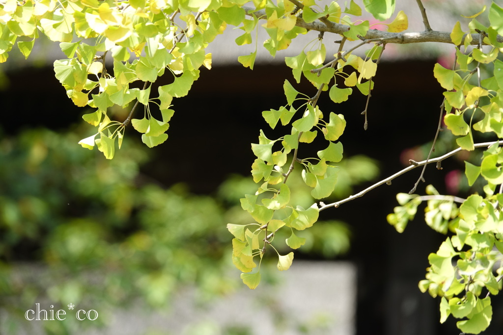 西方寺-258