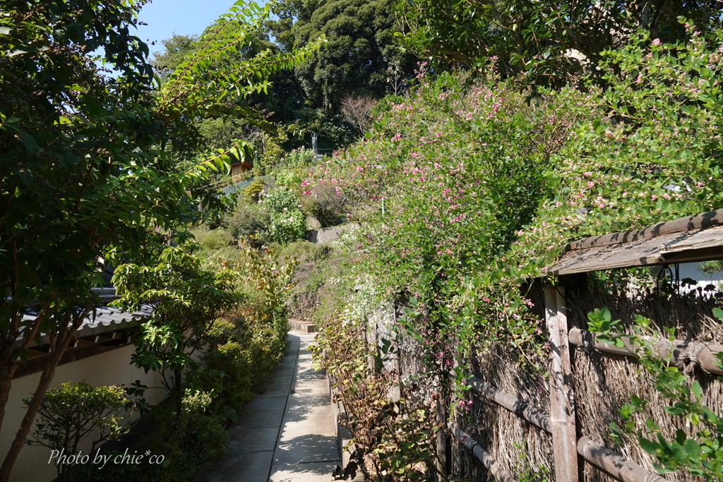 鎌倉 円覚寺-199