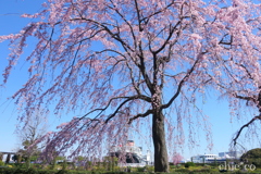 山下公園-147