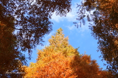 山手イタリア山庭園-175