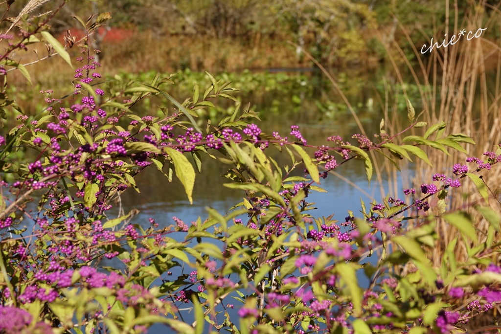 箱根湿生花園-254