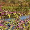 箱根湿生花園-254