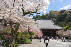 鎌倉～桜の季節-271
