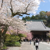 鎌倉～桜の季節-271
