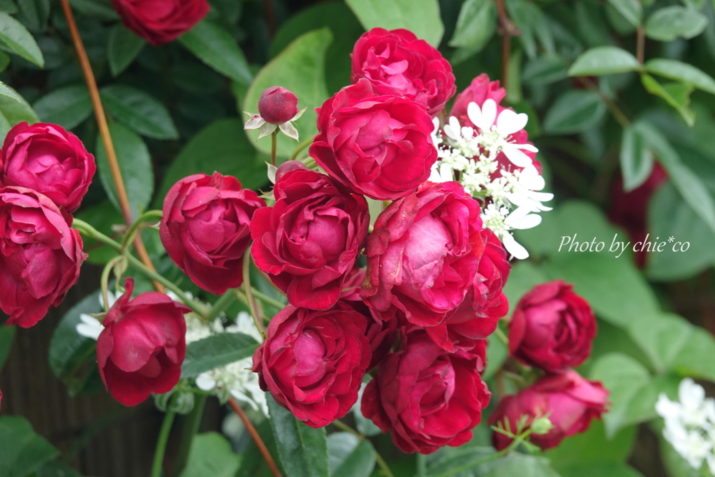 山下公園の薔薇たち・・-089