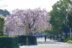 Yokohama-187